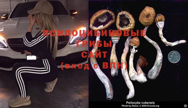 ПСИЛОЦИБИНОВЫЕ ГРИБЫ Новозыбков